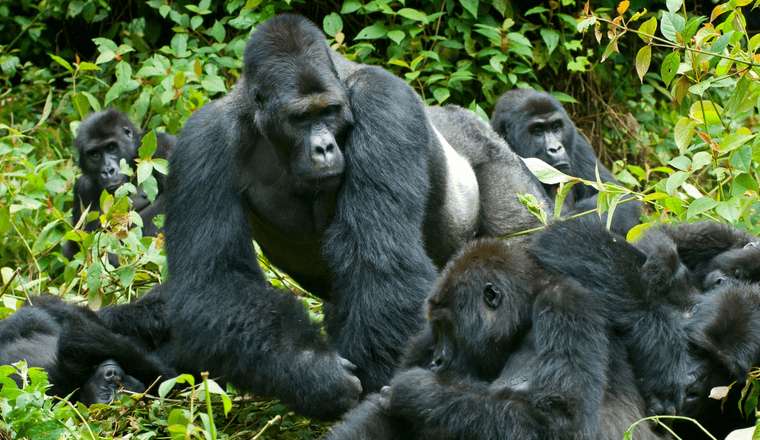 Mgahinga Gorilla tourist attractions in uganda (1)