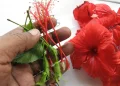 steps for making Tea From Hibiscus Flowers (1)