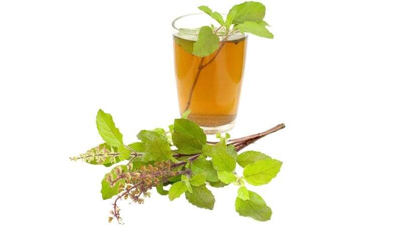 Tulsi immune boosting