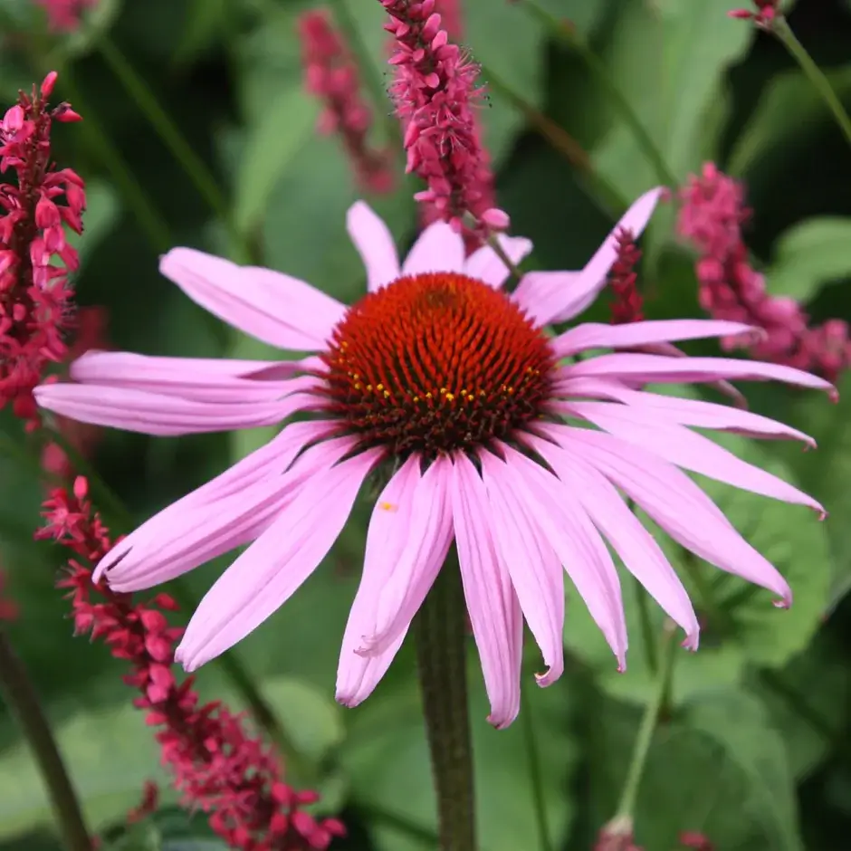 echinacea plant benefits on dogs (1)