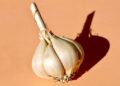 how to eat raw garlic for parasites (1)