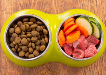 immunity booster for dogs (1)