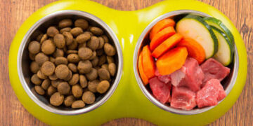 immunity booster for dogs (1)