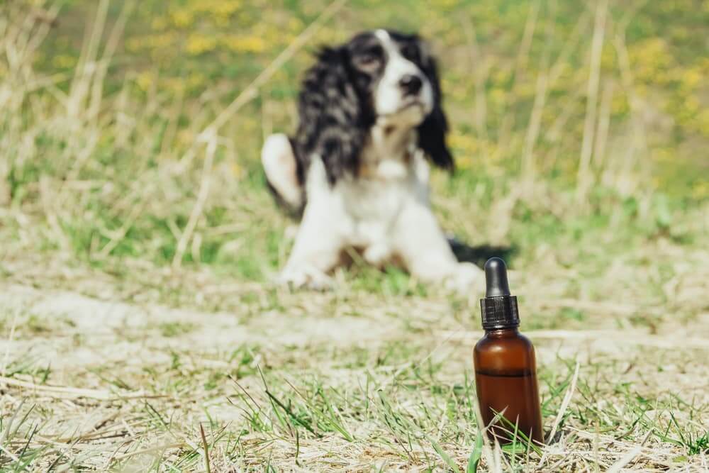is neem oil safe for dogs (1)