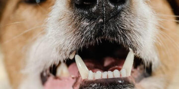 nowthendigital.com__dog bad breath (2)