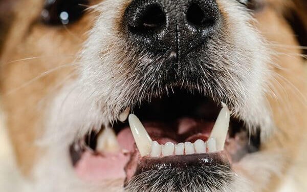 nowthendigital.com__dog bad breath (2)