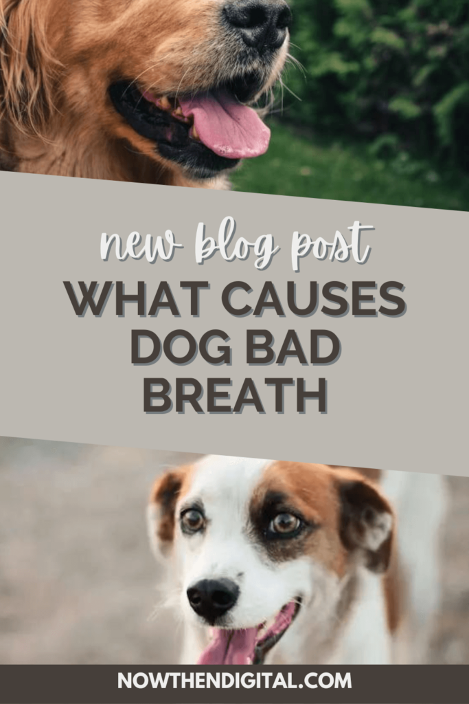 dog bad breath home remedy