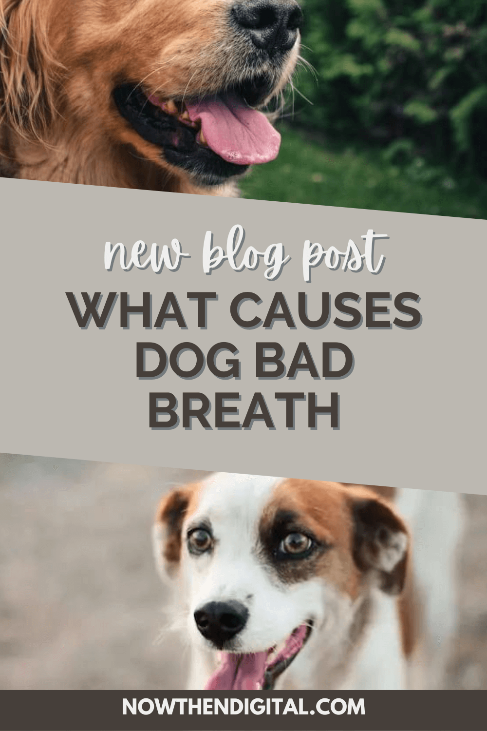 How to Cure Bad Breath in Dogs Now Then Digital