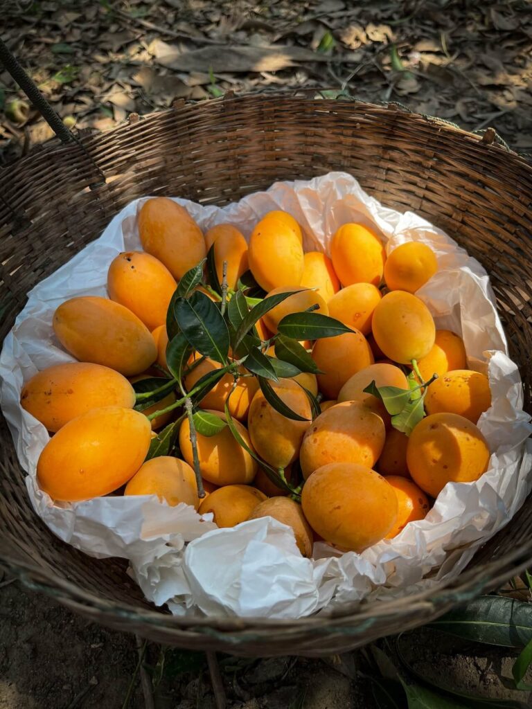 Yellow Mangoes in a Woven Basket