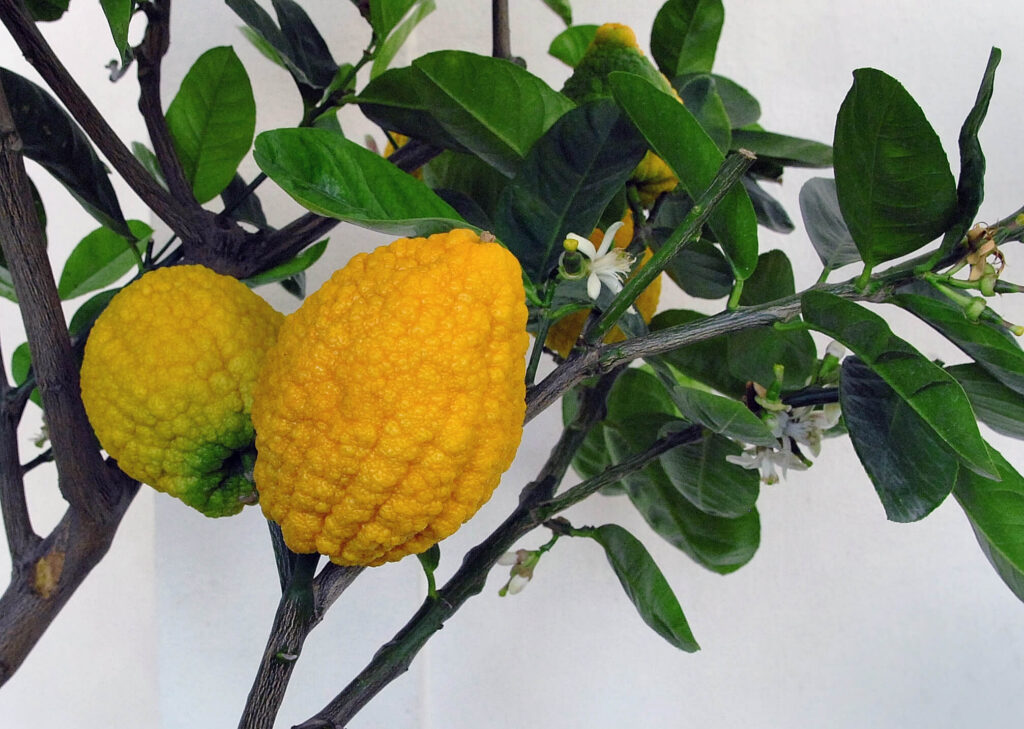 citron fruit