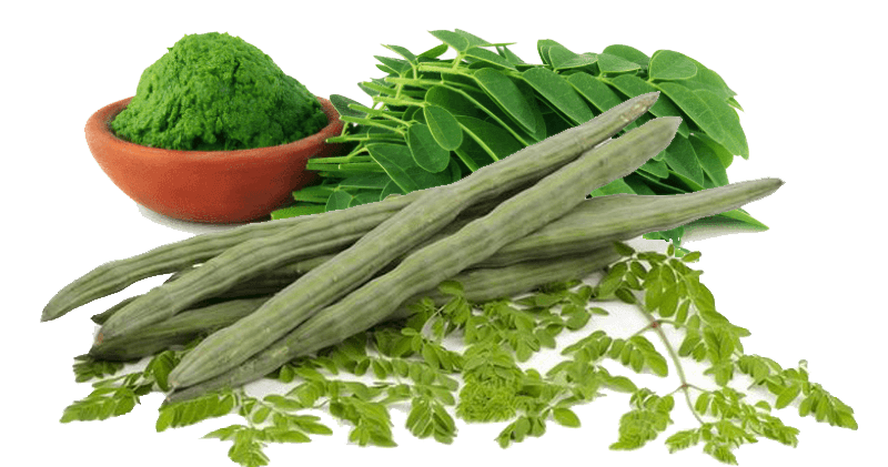 moringa oleifera leaves powder