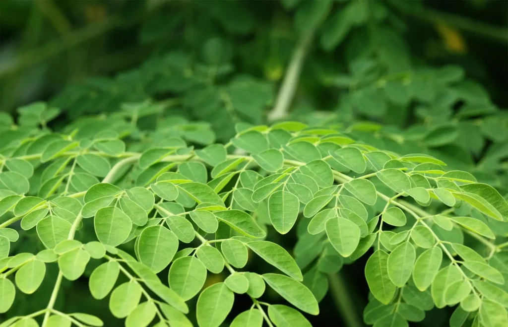 moringa oleifera plant