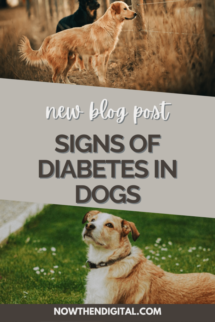 signs of diabetes in dogs