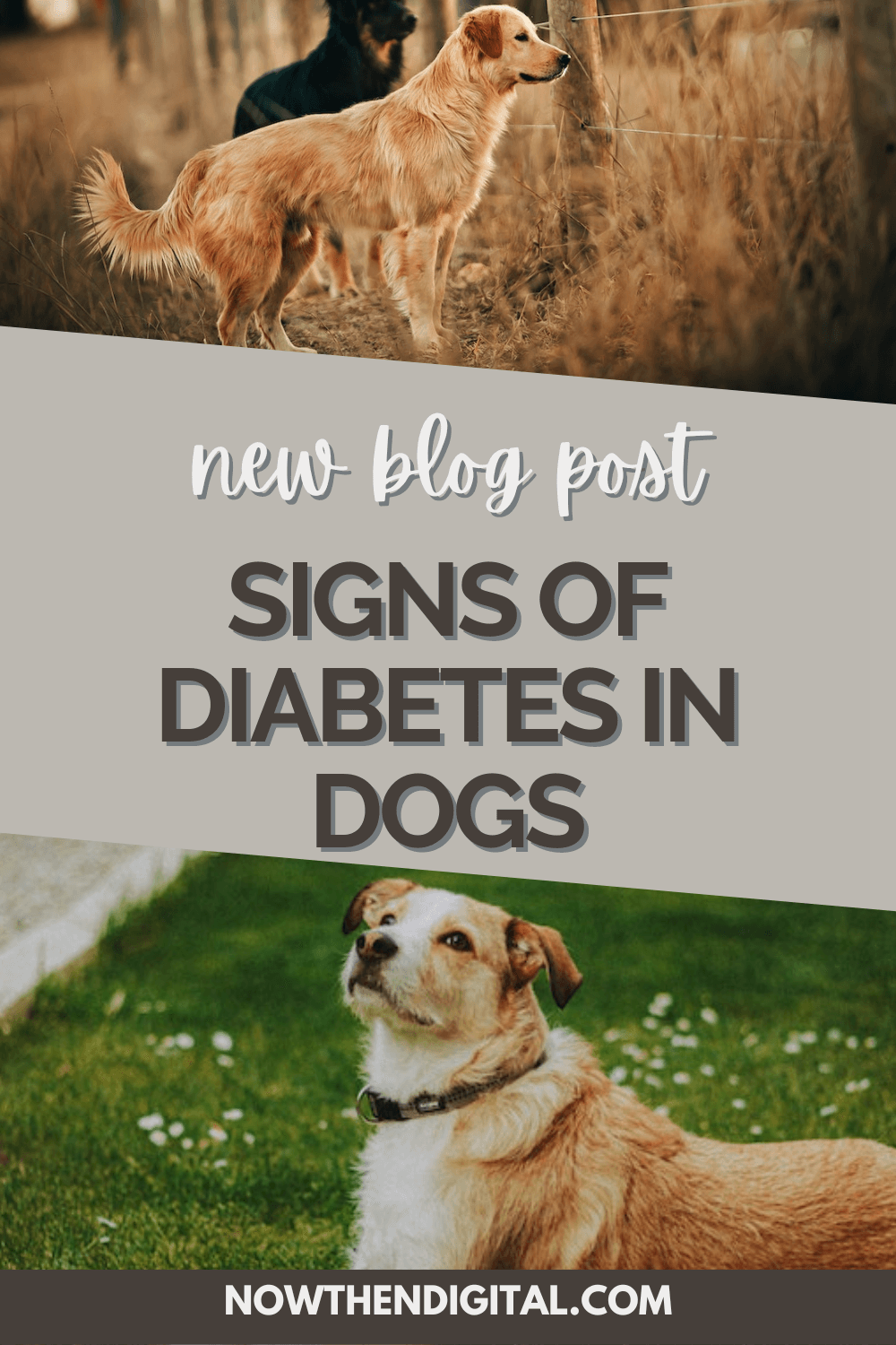 Diabetes in Dogs What Are the Early Signs? Now Then Digital