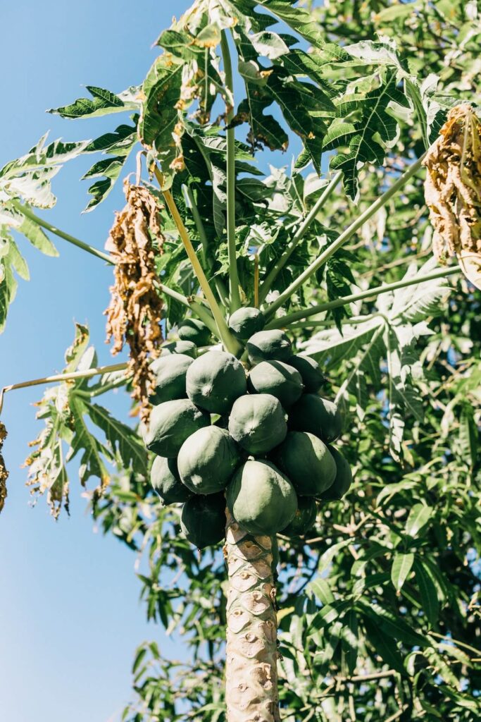 pawpaw fruit taste