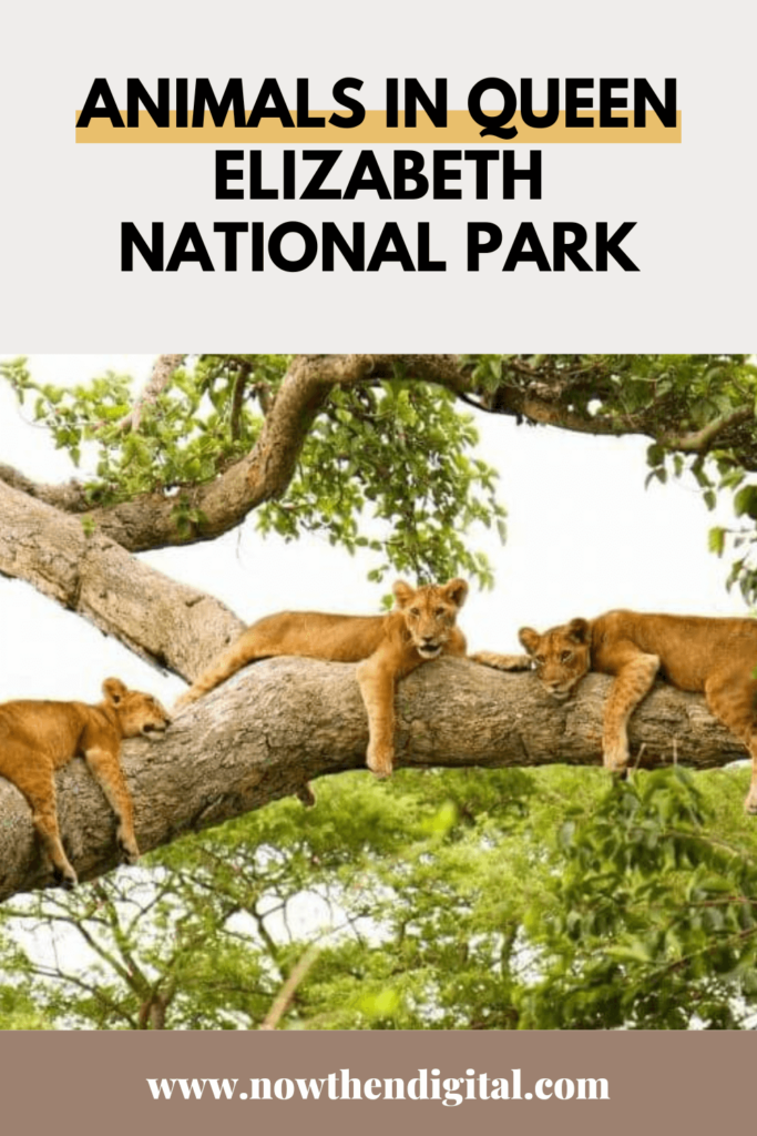 animals in queen elizabeth national park (1)