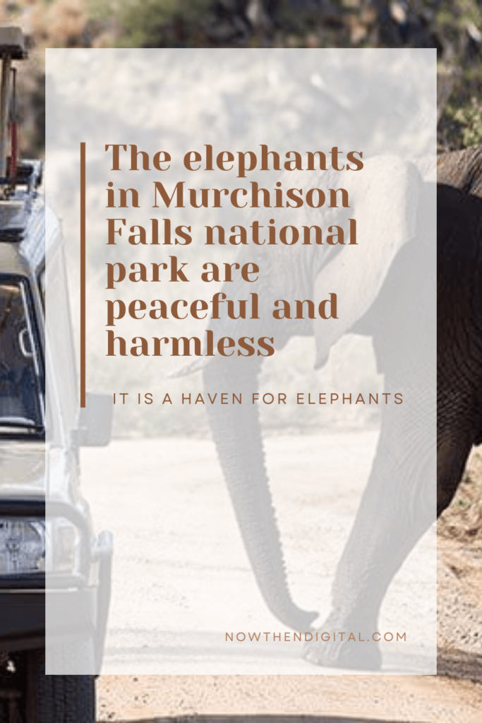 haven for elephants (1)