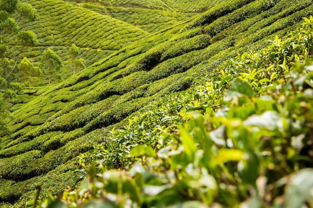 tea-leaves plantation
