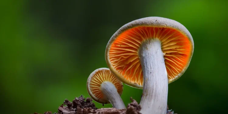 benefits of eating mushrooms