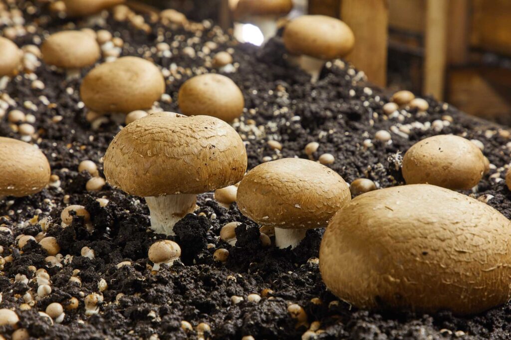 how to grow mushrooms at home