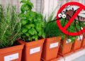 Plants That Repel Mosquitoes and Ants