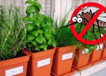 Plants That Repel Mosquitoes and Ants
