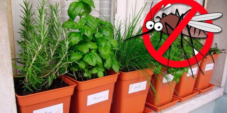 Plants That Repel Mosquitoes and Ants