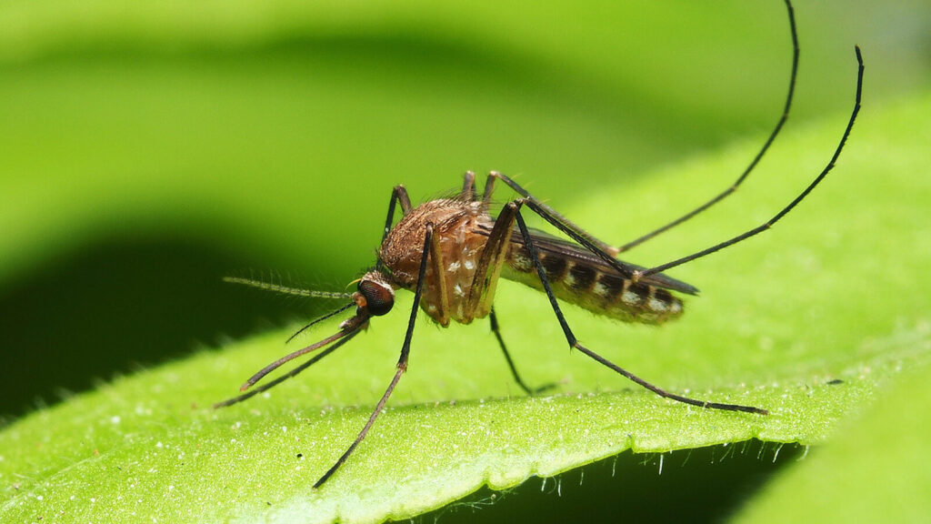 plants that keep mosquitoes and flies away