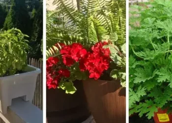 plants that keep mosquitoes away