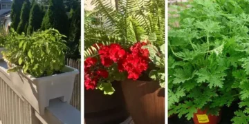 plants that keep mosquitoes away