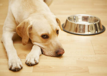 signs your dog is having an allergic reaction