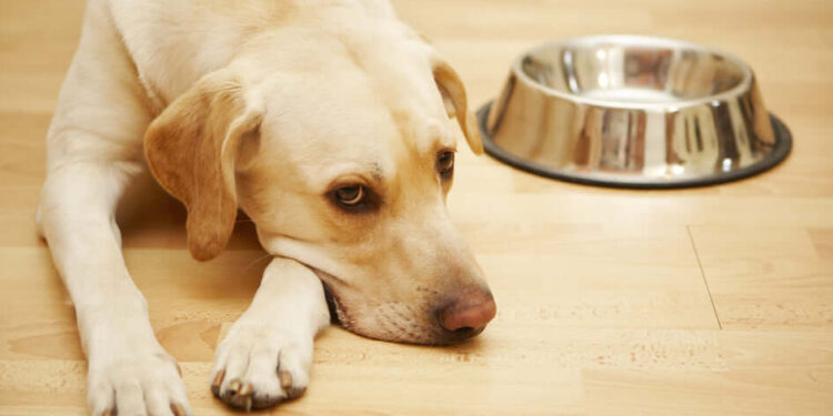 signs your dog is having an allergic reaction