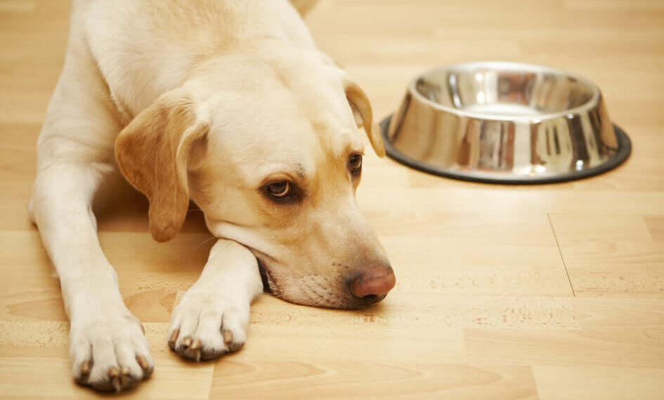 signs your dog is having an allergic reaction