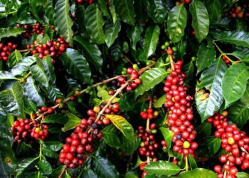 2nd Africa Coffee Summit to be Hosted in Uganda