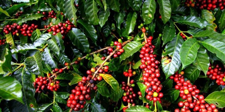 2nd Africa Coffee Summit to be Hosted in Uganda