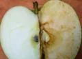 how to tell if apples have gone bad