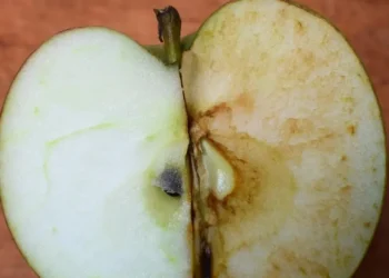 how to tell if apples have gone bad