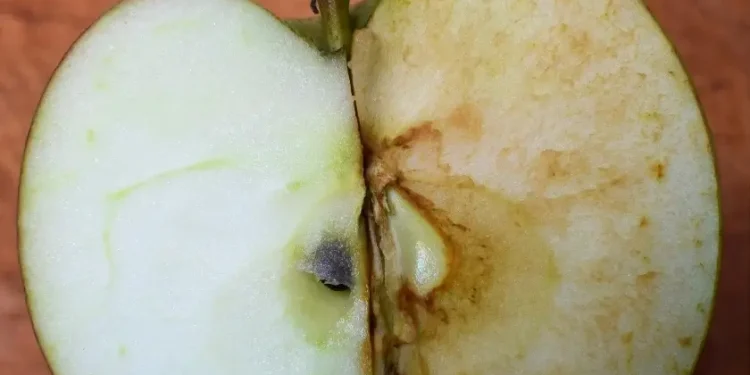 how to tell if apples have gone bad